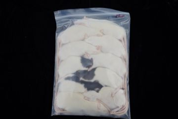 Medium Rats 10ct